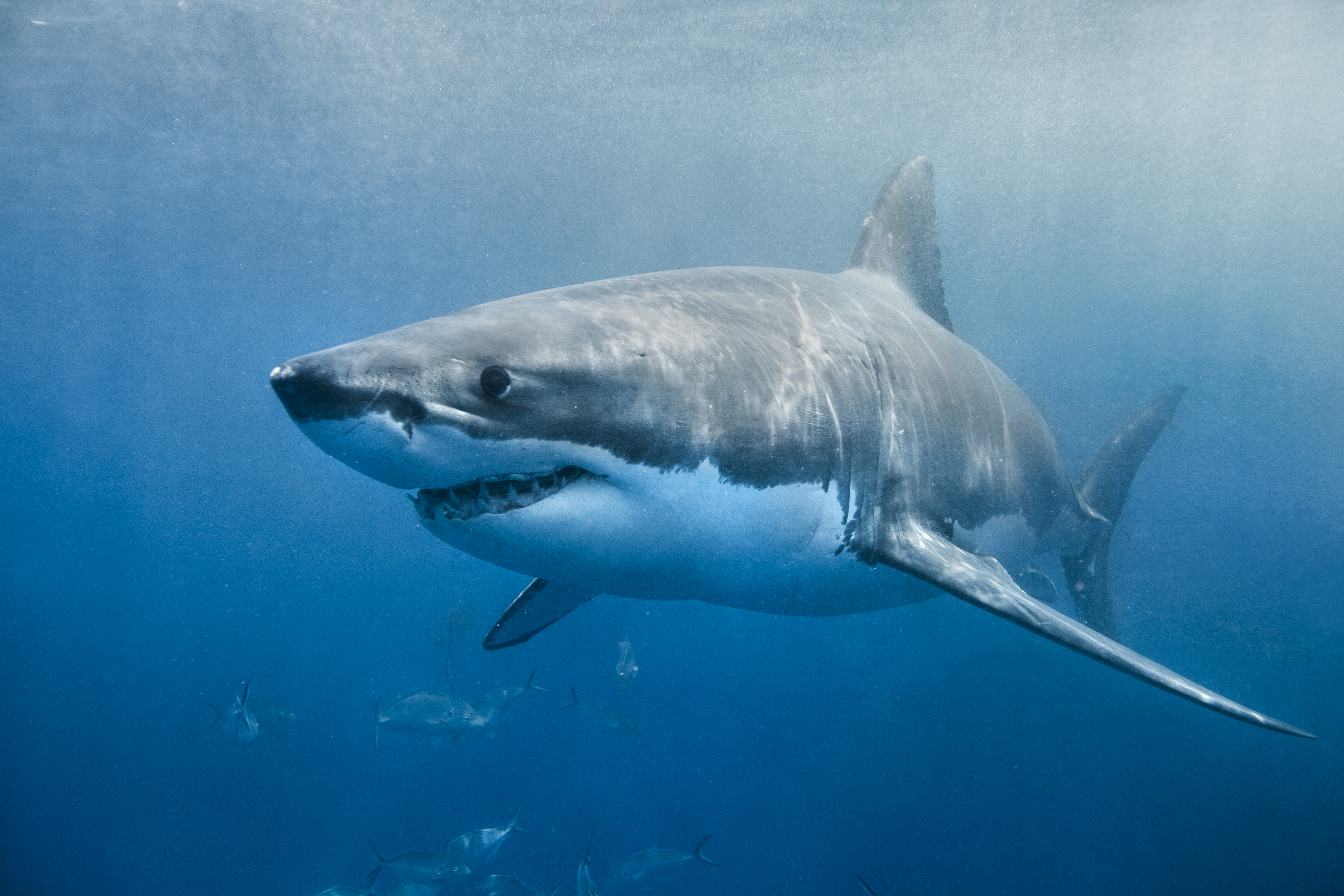 Great White Shark