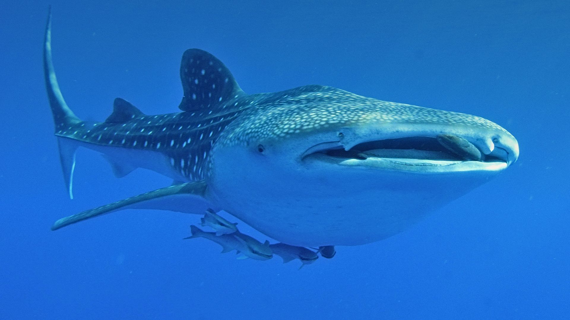 Whale Shark